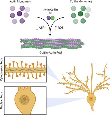 Cytoskeletal dysregulation and neurodegenerative disease: Formation, monitoring, and inhibition of cofilin-actin rods